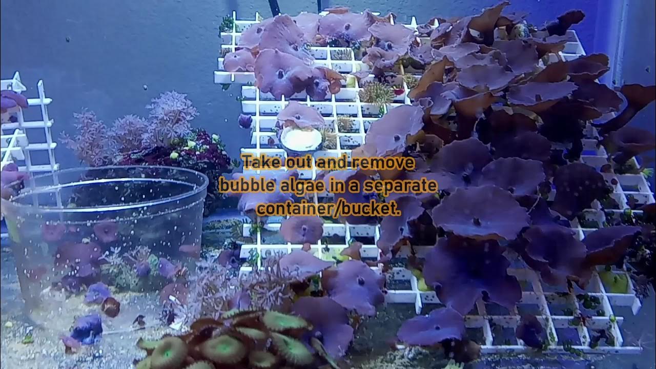 How to get rid of green bubble algae in a reef tank YouTube
