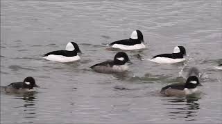Bufflehead Diving at Rotary Park, Ajax