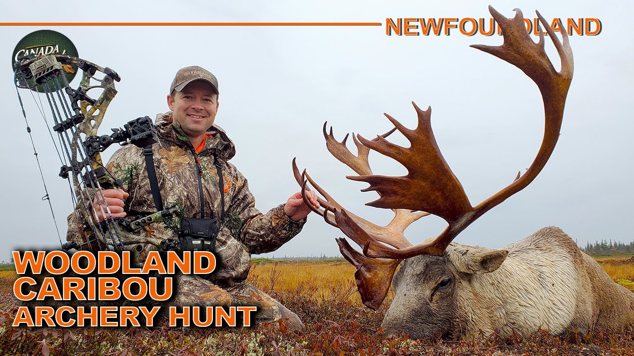Record Book Woodland Caribou Archery Hunt in Newfoundland Canada in