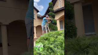Топіарне мистецтво🤩✂️🌲 #topiary #рулоннийгазон #ландшафтнийдизайн #стрижкарослин✂️