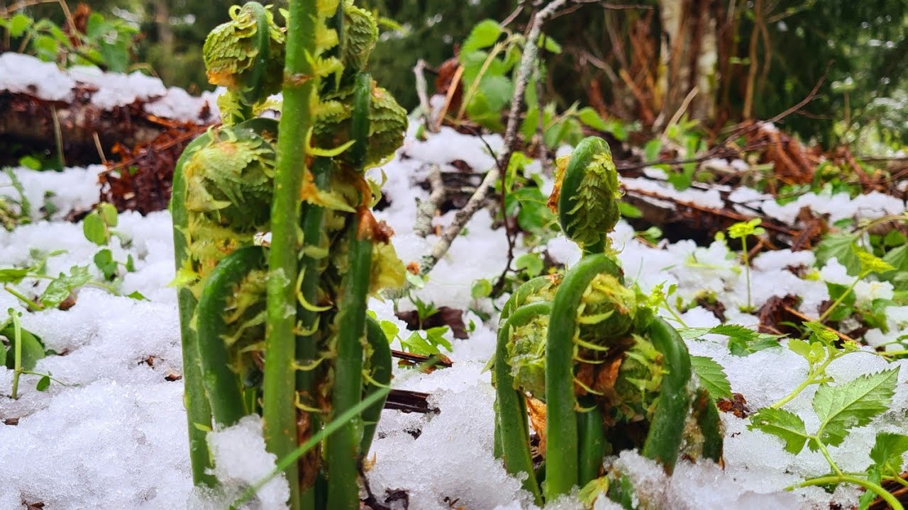 สวัสดีค่ะวันนี้ลุยเก็บผักกูดกับความหนาวเย็นเต็มไปดว้ยหิมะใด้บรรยกาศความสวยงามและหนาวเย็นค่ะ🍀🏔🌨🇦🇹