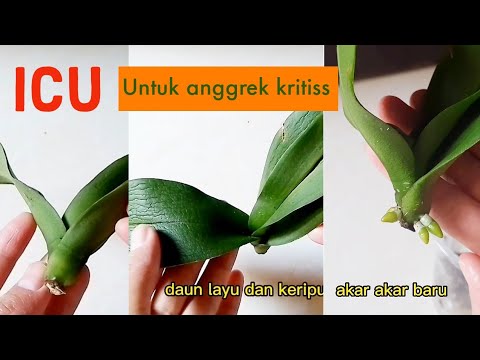Cara menanam anggrek tanpa akar | Agar akar anggrek cepat tumbuh | Cara
