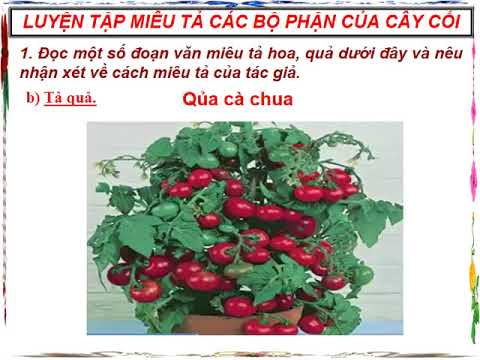 TLV lớp 4. Tuần 23: Luyện tập miêu tả các bộ phận của cây cối (tt)