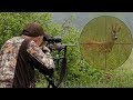 Roebuck hunting in Croatia - Cesma 2019