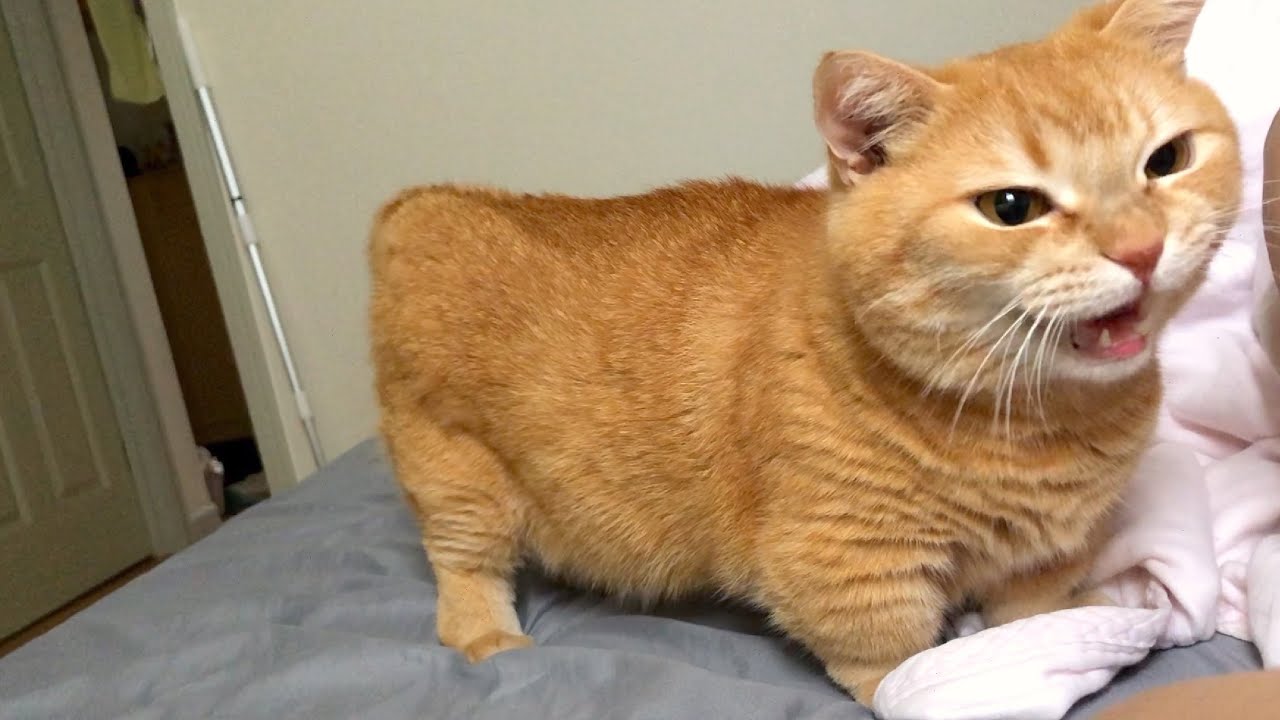 ママいつまで寝てるの と文句を言いにきた猫さん なかなか起きないでいると 可愛い行動に出た エウレカねこ部 ママいつまで寝てるの と文句を言いにきた猫さん なかなか起きないでいると 可愛い行動に出た エウレカねこ部
