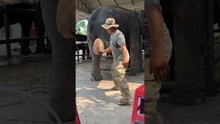 ปลายคาง #shorts #funny #viral #anime #elephant #india #viralvideo #yearofyou #ช้าง