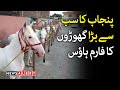 Largest horse farm house in punjab  horse riding  neza bazi  pakistan