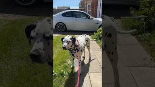 Turning my M3 into my Dog car 🚗 🐶 #bmw #m3 #dog #dalmatian #spottydog #6two1 #e92m3