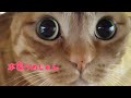 【本家】おしゃべりペット うめしゃん　うめしゃんお留守番いやにゃ😾