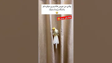 یه جمله براش بنویس Aicover Funny Sabscrab Parrot کلیپ فان طنز ترند 