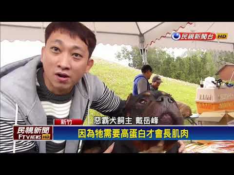 狗年看狗 狗界猛男肌肉惡霸犬超吸睛－民視新聞