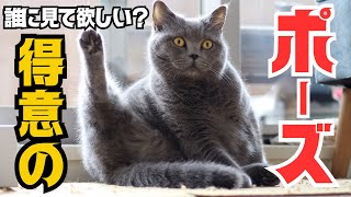 猫の得意なポーズ！見て欲しくてやたらやるポーズが超絶！可愛かった！　が…もっと可愛いものがあったんです！【ブリティッシュショートヘア】 by 今日も  ねこ曜日 317 views 1 month ago 7 minutes, 43 seconds