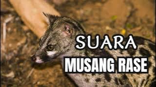 Pikat Suara Musang RASE pasti NYAMPERIN #wantarakicau