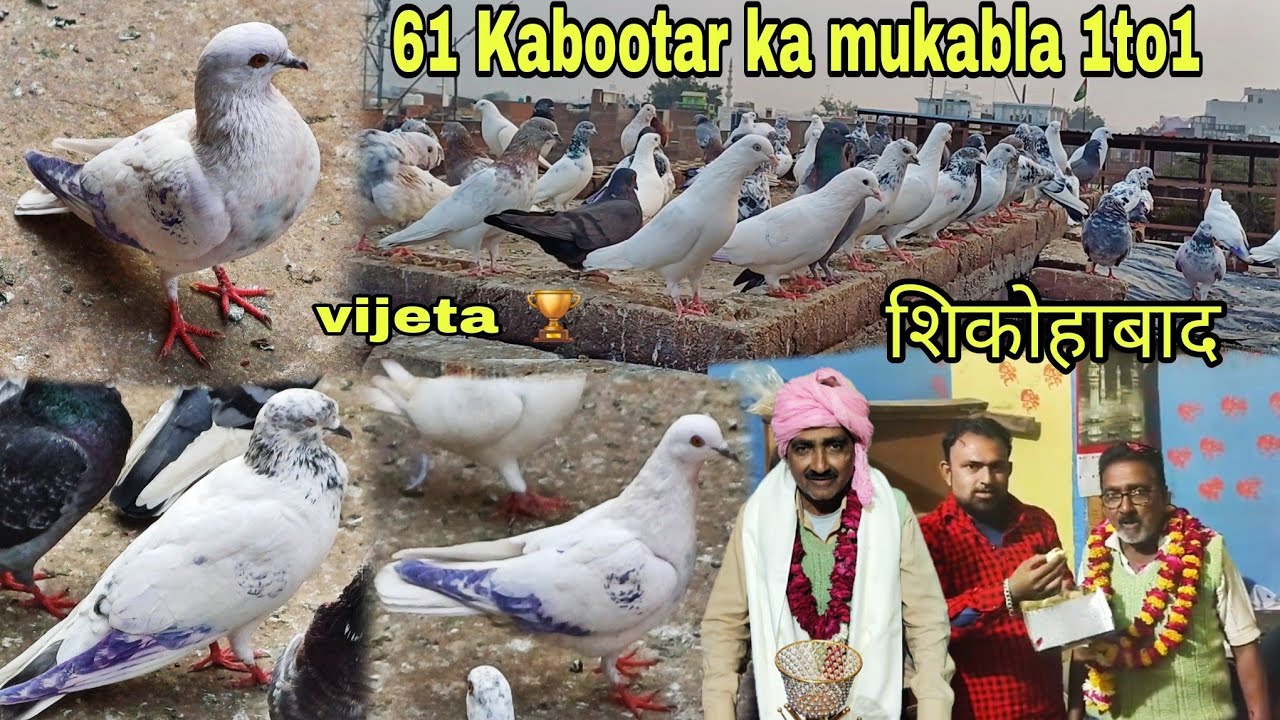 61 कबूतरों की बाजी 1 to 1 मुकाबला उस्ताद इखलाख शिकोहाबाद vijeta  20/11/2024 baazi pigeon