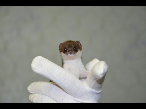 2 baby weasels quick as a wink