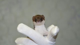 2 baby weasels quick as a wink