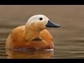 Surkhab bird indore india ruddy shelduck