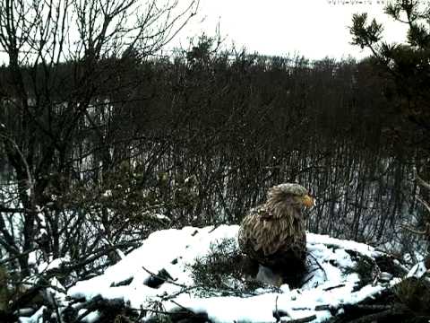 eesti energia White-tailed Eagles visit their nest II. February 13, 2013