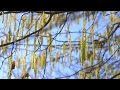 Catkins by tom hartwell