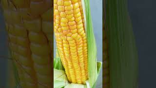 What Are You Waiting For Grow Corn Using This Method, Big And Super Sweet Corn (P2)