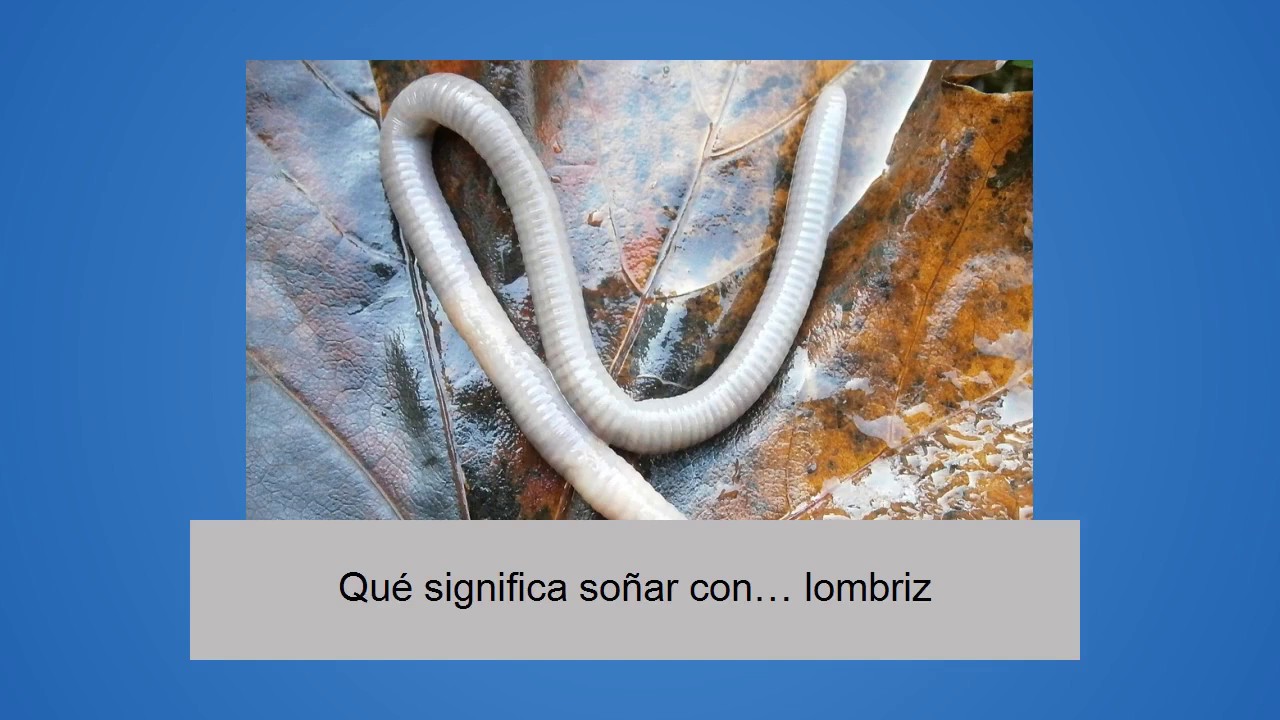 Que Significa Soñar Con Pulpos Gigantes