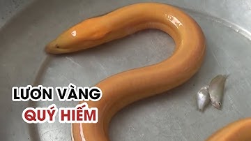 Cận cảnh con LƯƠN VÀNG cực quý hiếm lão nông 72 tuổi BẠC LIÊU bắt được