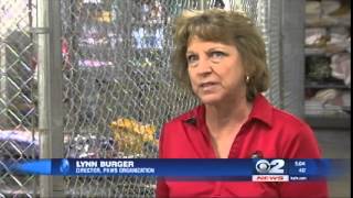 Volunteer in St. George allegedly steals thousands from animal non-profit