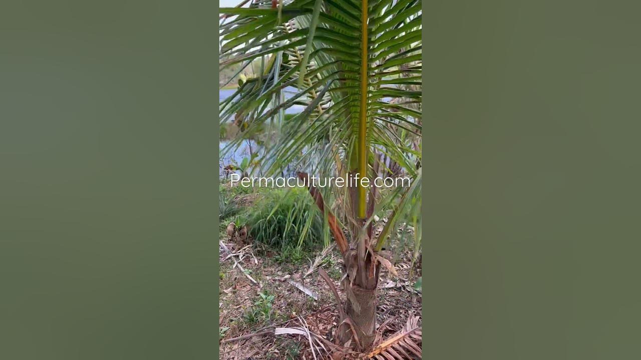 Coconut palm growing hack YouTube