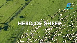 Herd of sheep | 4K Footage