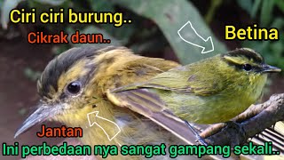 tips cara membedakan cikrak daun jantan dan betina..!!🤔🤔