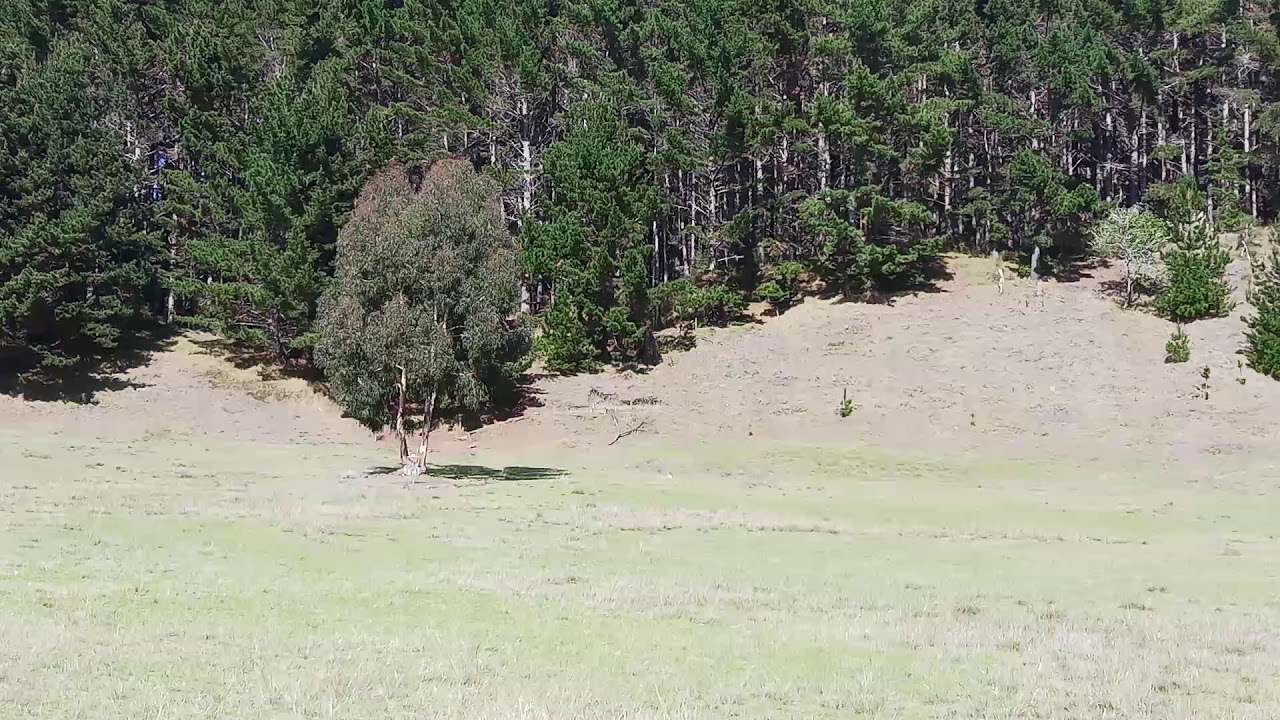 Longest ever frisbee throw in the most unique style Guiness world