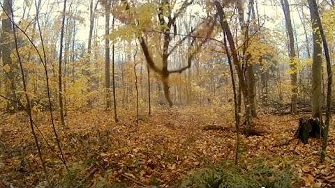 When a tree falls in the forest, directly at your camera, does it make a sound? - video clip