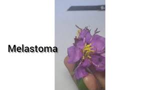 FLOWER DISSECTION