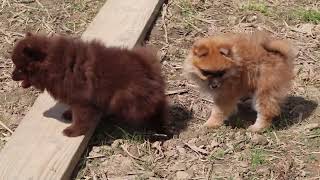 Pomeranian Puppies For Sale