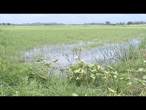 Vídeo: Controle de ervas daninhas da vagem - como se livrar da planta da vagem