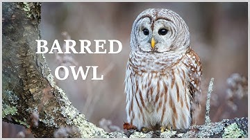 Barred owl call - hear the many different sounds of the barred owl!
