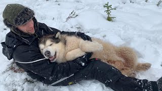 MALAMUTE DOGS GO CRAZY FOR SNOW