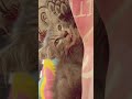 doa in grey ya guys semoga grey cepet sembuh dia lagi sakit lemes sama GK mau makan #cat #fypシ