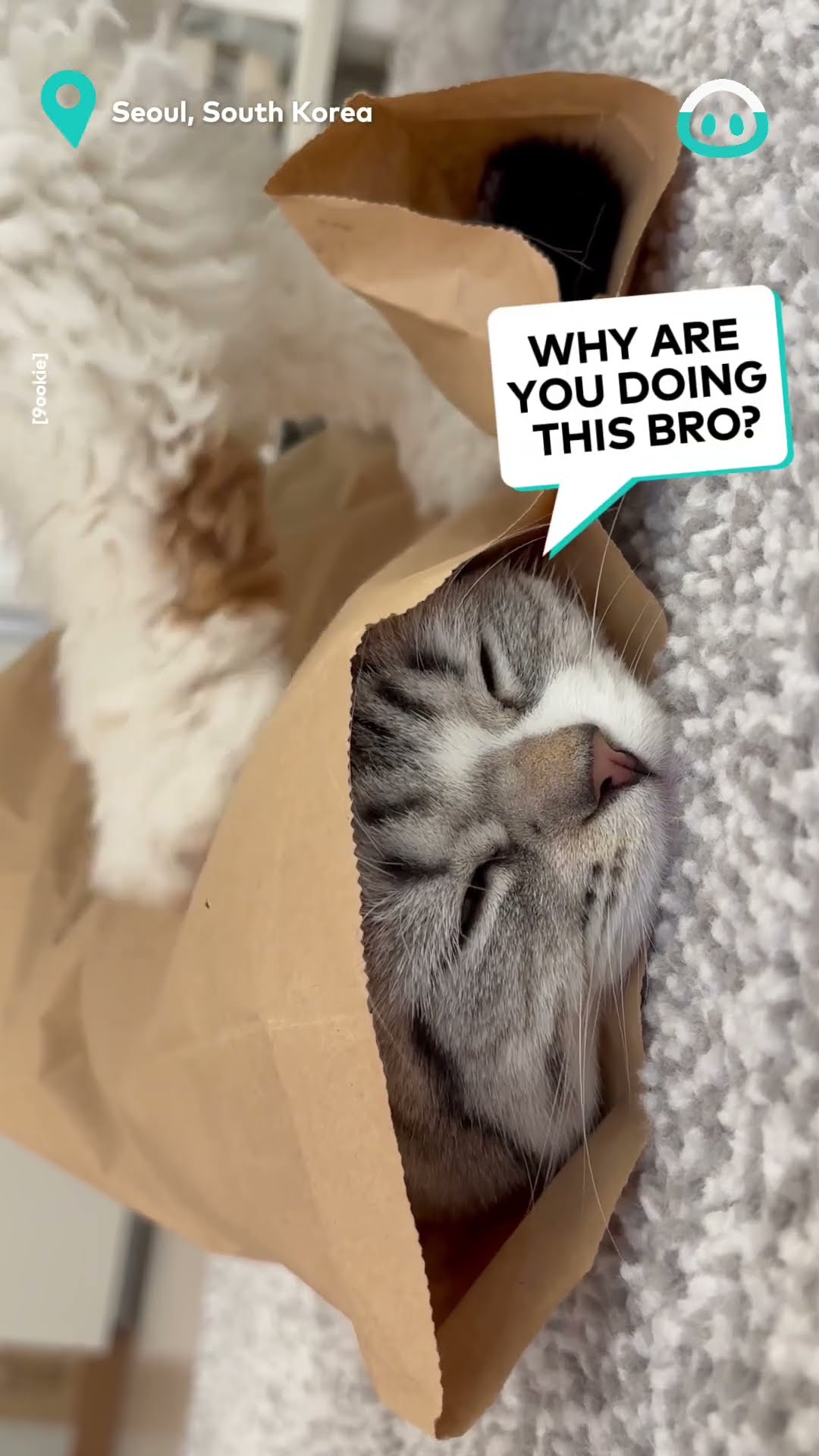 Cat Massage and ASMR || ViralHog