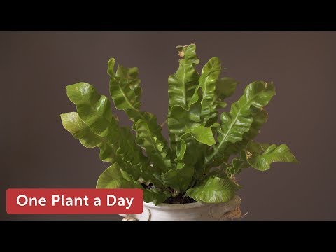 Asplenium nidus Houseplant Care — 171 of 365