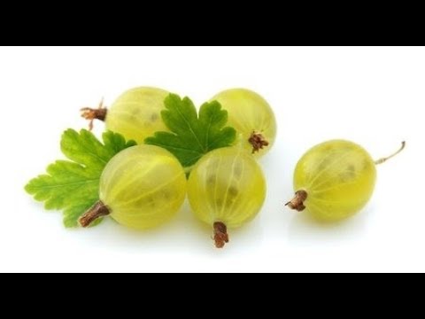 Video: Promettenti Varietà Di Uva Spina E Ribes - Bacche Vitaminiche - 2