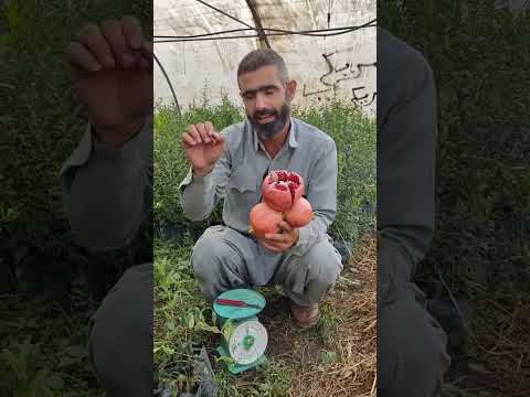 شتلات الرمان الوندر فول امريكي هەناری ئەمریکی و هەناری صاڵەخانی ٠٧٧٣٢٦٢٣٠٥٥