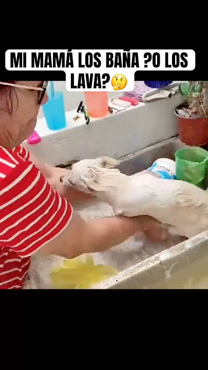 LO BAÑA O LO LAVA ?#lavidaenusa #humor #risa