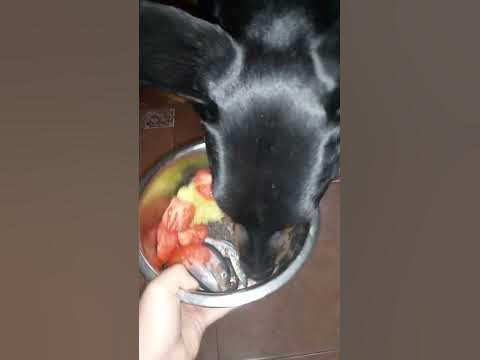 Натуралка для собак // кормление собаки // доберман - YouTube