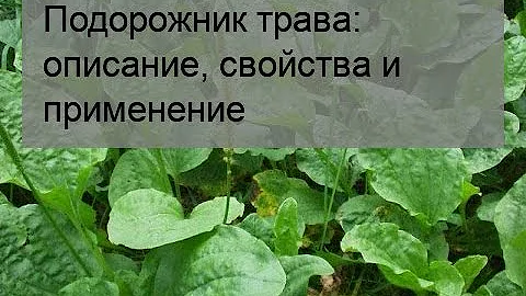 Подорожник трава: описание, свойства и применение