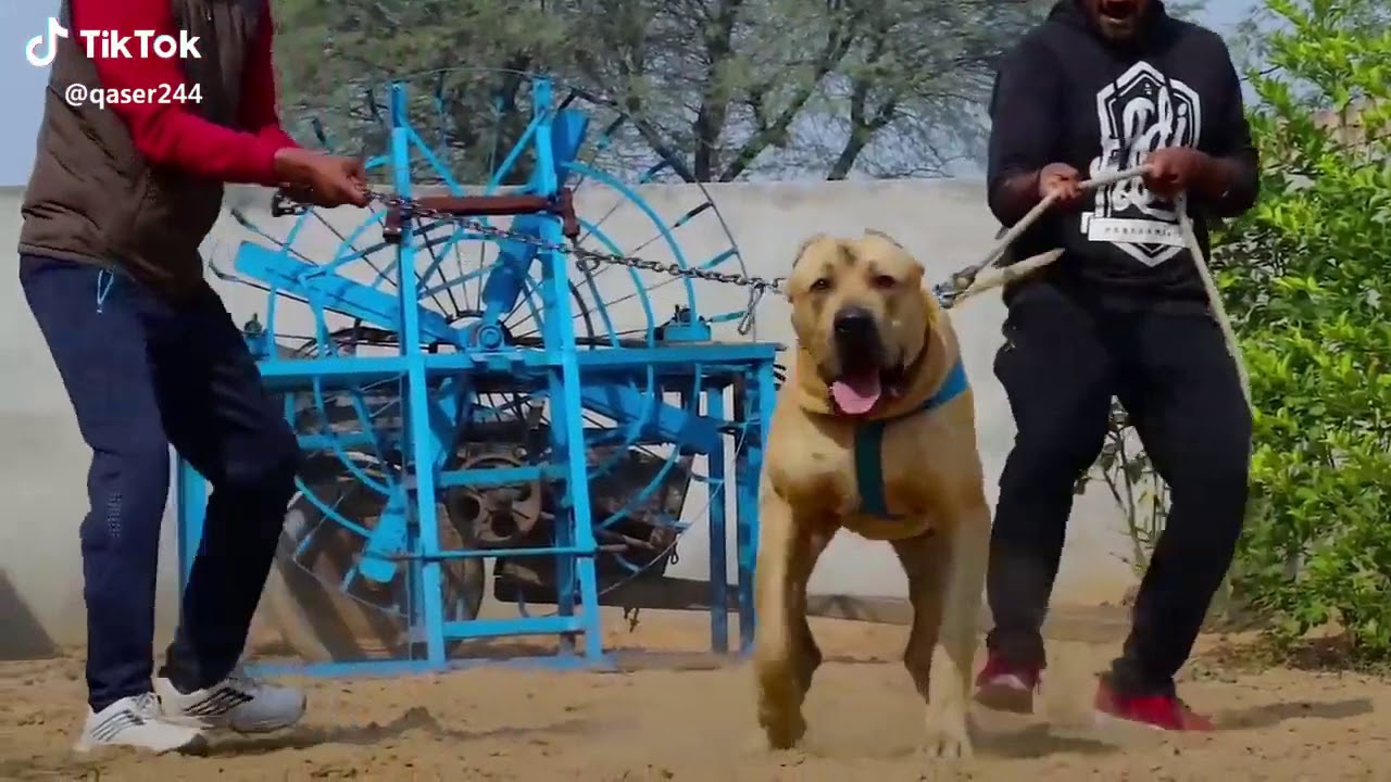 New dogs fighting In Chakwal New big dog and pet bull dog fighting ing - YouTube