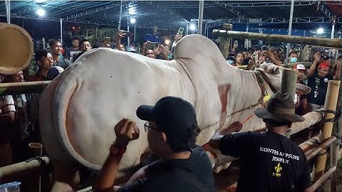 JUARA BARU SAPI KELAS EKSTRIM PERANAKAN ONGOLE KONTES APPSI JEMBER 2022 | Mbah Bejo & Seto Raharjo ?