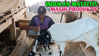 Download Lagu Kambing Mastitis Masih Bisa Produktif Jangan Keburu Di Jual MP3 Download Lagu Kambing Mastitis Masih Bisa Produktif Jangan Keburu Di Jual MP3