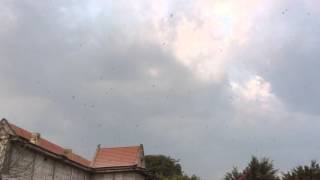 Download Lagu Swiftlet sound : king of kings eh1 , eh4 and eh3 sound timing review MP3