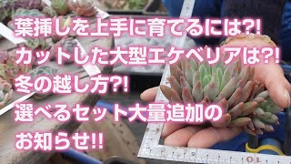 【多肉植物】葉挿しを上手に育てるには?!カットした大型エケベリアは?!冬の越し方?!選べるセット大量追加のお知らせ!!【succulent】トロピカルガーデン